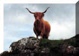 thumb 9906 02 21 highland cow near dervaig.jpg (2178 bytes)