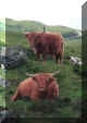 thumb 9906 02 27 highland cattle near dervaig.jpg (2166 bytes)
